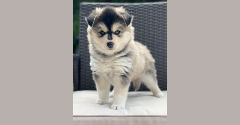 Brady, a Pomsky tested with EmbarkVet.com