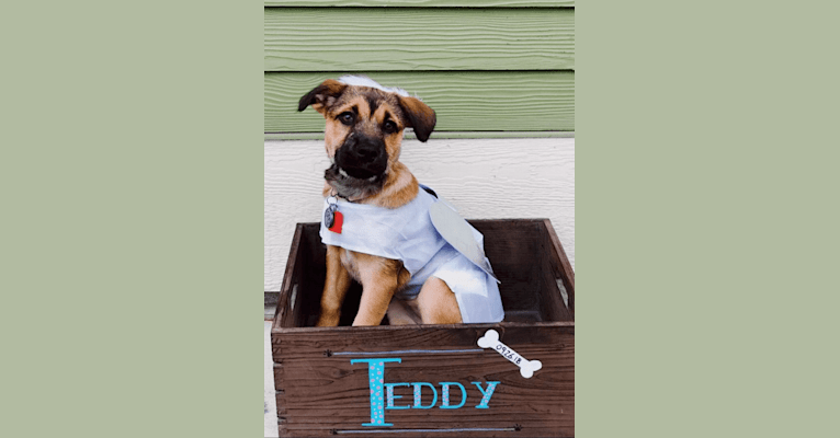 Teddy, an American Pit Bull Terrier and Labrador Retriever mix tested with EmbarkVet.com