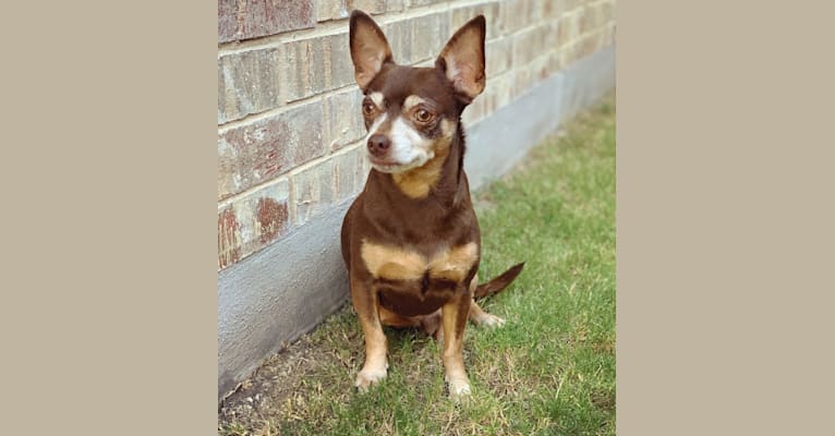 Photo of Loki, a Chihuahua, Toy Fox Terrier, and Miniature Pinscher mix in Oak Point, Texas, USA