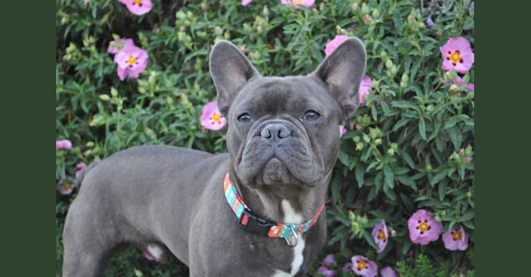 Troy, a French Bulldog (7.7% unresolved) tested with EmbarkVet.com