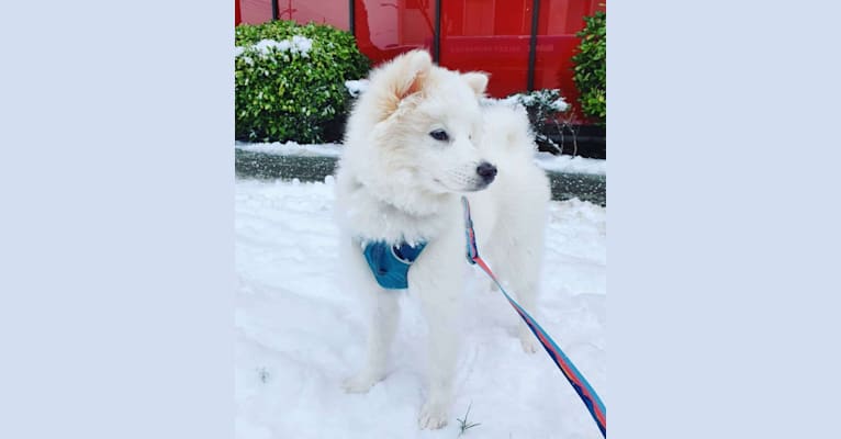 Luna, a Japanese or Korean Village Dog tested with EmbarkVet.com