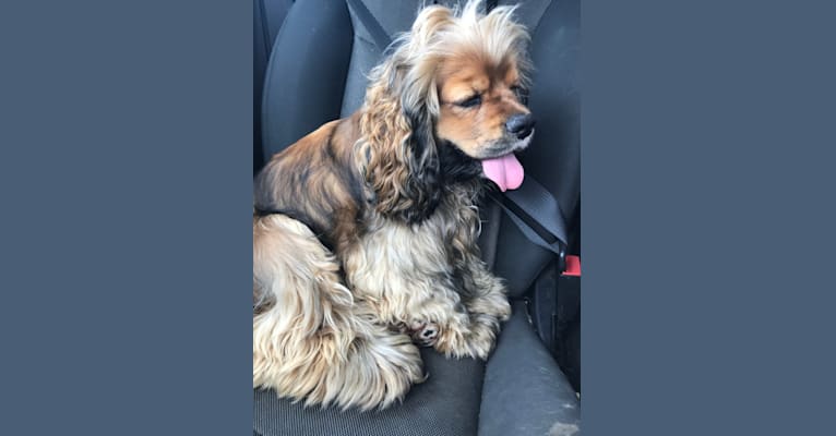 Zoey, a Cocker Spaniel tested with EmbarkVet.com