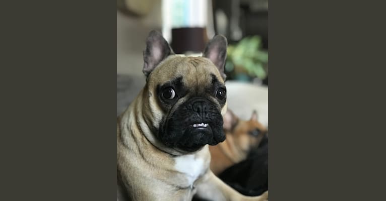 Henry, a French Bulldog tested with EmbarkVet.com