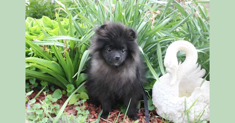 Ying, a Pomeranian tested with EmbarkVet.com