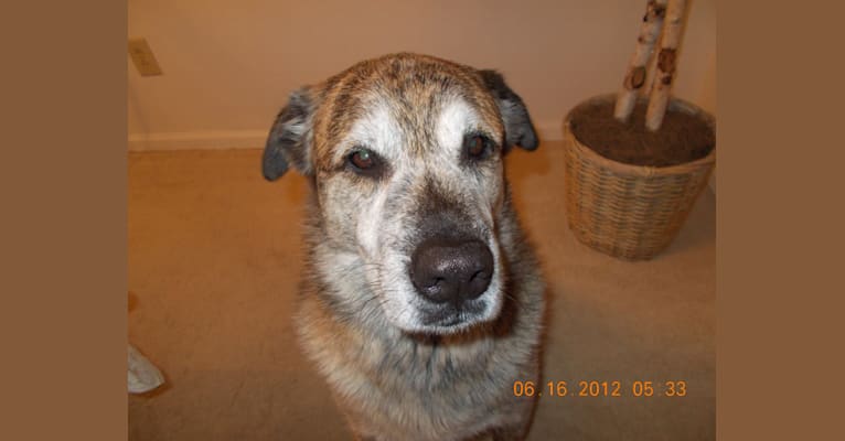Photo of Keno, a Labrador Retriever, Boxer, Chow Chow, and German Shepherd Dog mix in Norfolk, Virginia, USA