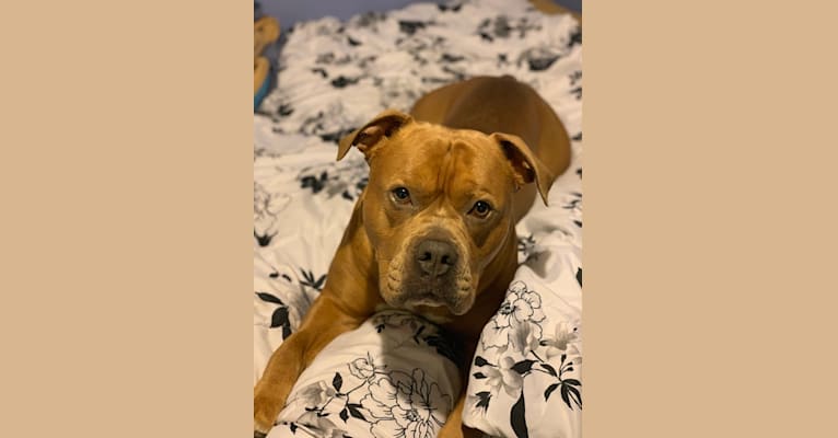 Kobe, an Olde English Bulldogge and American Bulldog mix tested with EmbarkVet.com