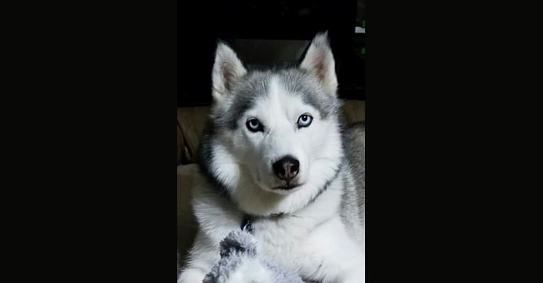 Damien, a Siberian Husky tested with EmbarkVet.com