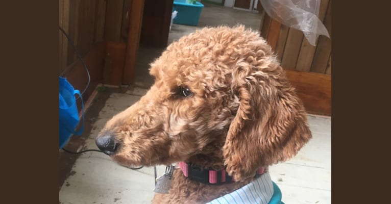 Red Rosie, a Poodle (Standard) tested with EmbarkVet.com