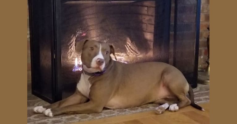 Paris, an American Pit Bull Terrier (15.7% unresolved) tested with EmbarkVet.com