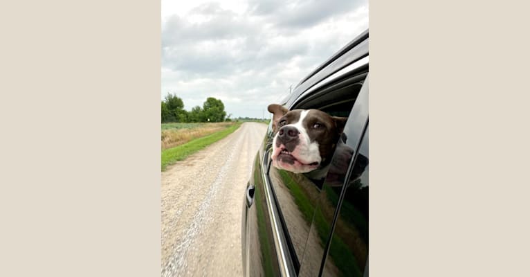 Photo of Sul, an American Bully and American Pit Bull Terrier mix in Humboldt, Iowa, USA