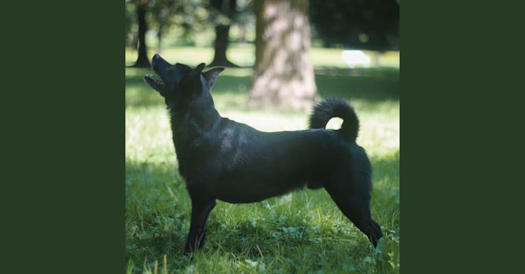 Photo of Bolt, an American Eskimo Dog, Maltese, Pekingese, and Mixed mix in Slovenija