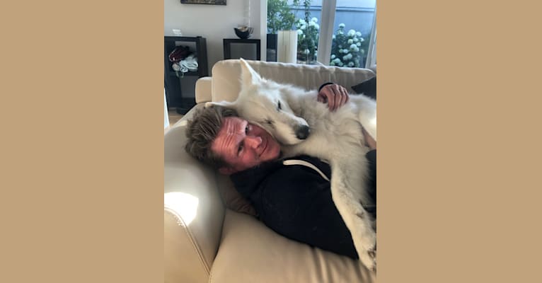 Oscar, a White Shepherd tested with EmbarkVet.com