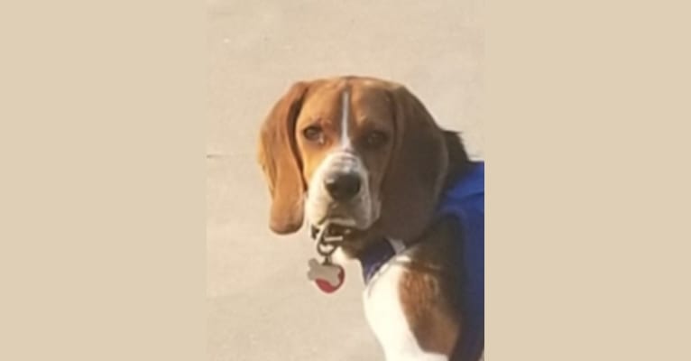 Seamus, a Beagle tested with EmbarkVet.com