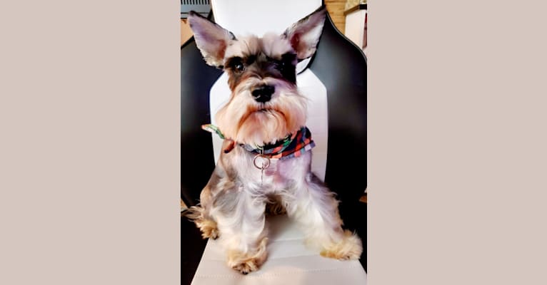 Orton noble schnauzers shop