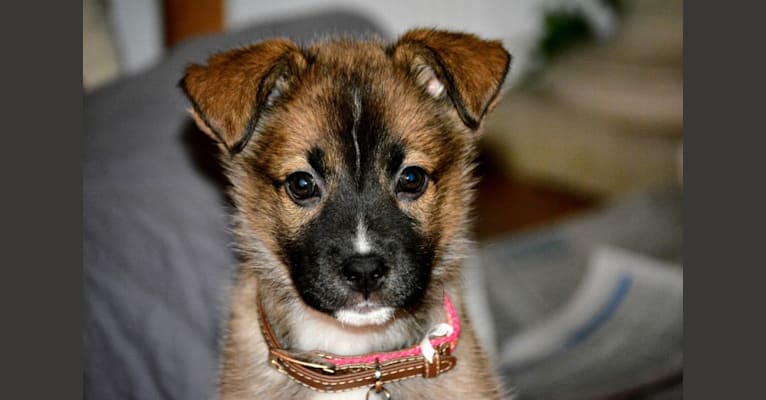 Photo of Madeline, a Siberian Husky, American Pit Bull Terrier, Boxer, and Alaskan Malamute mix in Tennessee, USA