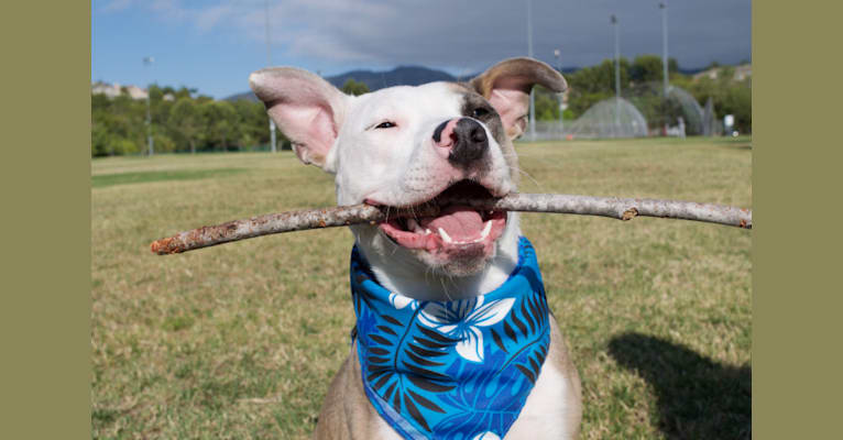 Photo of Nalu, an American Pit Bull Terrier and American Staffordshire Terrier mix in Los Angeles, California, USA