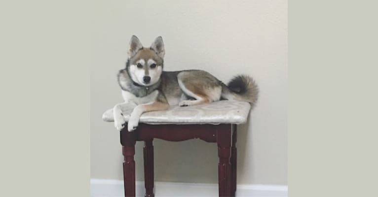 Luna Lu, an Alaskan Klee Kai and Shiba Inu mix tested with EmbarkVet.com