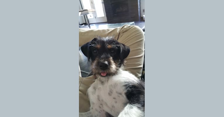 Squirtle, a Rat Terrier and Poodle (Small) mix tested with EmbarkVet.com