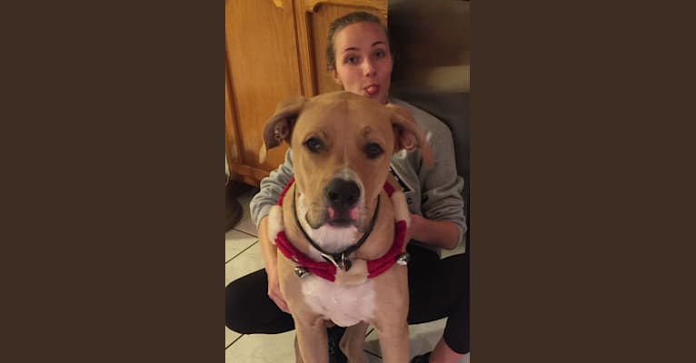 Roscoe, an American Pit Bull Terrier and German Shepherd Dog mix tested with EmbarkVet.com