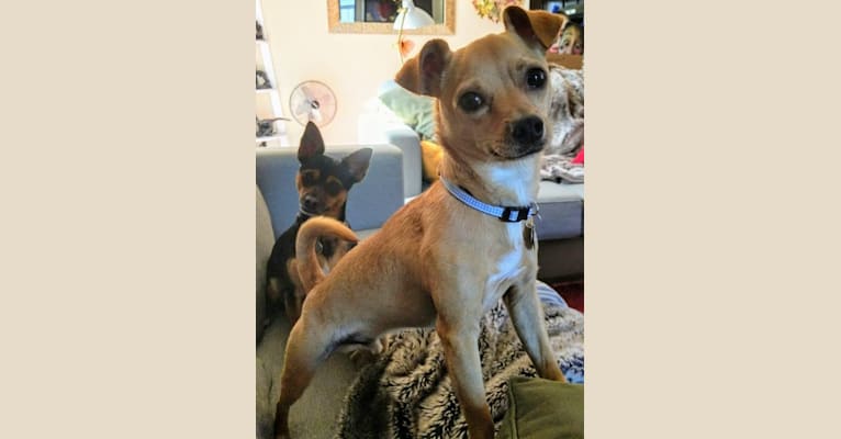 Chuck, a Chihuahua and Pomeranian mix tested with EmbarkVet.com