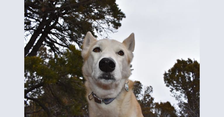 Roco, an Alaskan-type Husky tested with EmbarkVet.com