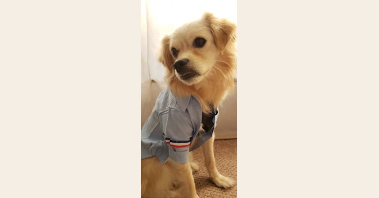 Arthur, a Poodle (Small) and Shih Tzu mix tested with EmbarkVet.com