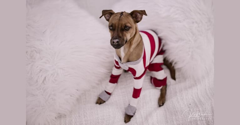 Jacob, a Russell-type Terrier and Pug mix tested with EmbarkVet.com