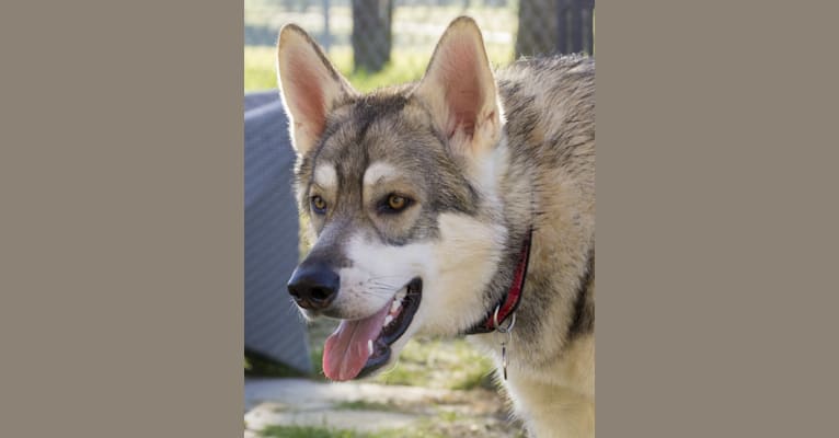 Aquila, an Alaskan Malamute and Saarloos Wolfdog mix tested with EmbarkVet.com