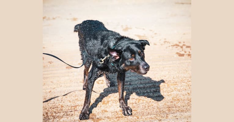 Bloo, an Australian Cattle Dog and Labrador Retriever mix tested with EmbarkVet.com