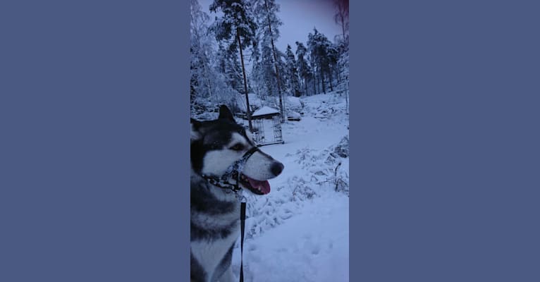 Photo of Sisu, a   in Karjalohja, Suomi