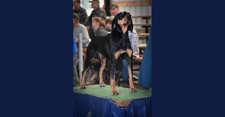 Wyatt, an American Leopard Hound tested with EmbarkVet.com