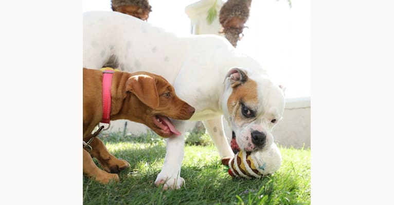 Photo of Kobe, a Bulldog, American Pit Bull Terrier, and American Staffordshire Terrier mix in Palm Springs, California, USA