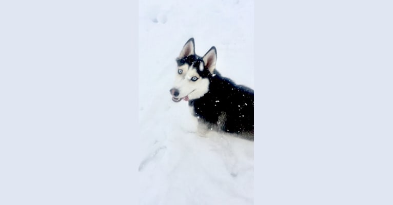 Nevada Rose Wilson, a Siberian Husky and American Eskimo Dog mix tested with EmbarkVet.com