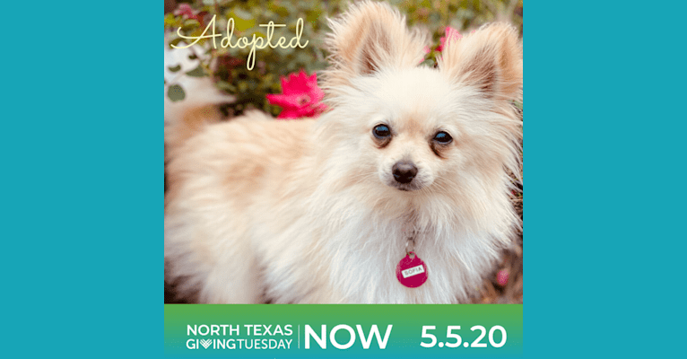 Sofia, a Pomeranian tested with EmbarkVet.com