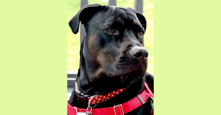 Photo of December (“Dece”), an American Pit Bull Terrier, Rottweiler, American Staffordshire Terrier, and Dogue de Bordeaux mix in Chapel Hill, North Carolina, USA