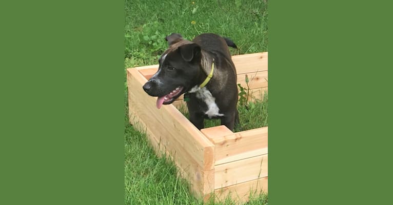Koa, an American Pit Bull Terrier and Siberian Husky mix tested with EmbarkVet.com