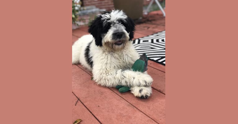 Harper, a Portuguese Water Dog tested with EmbarkVet.com