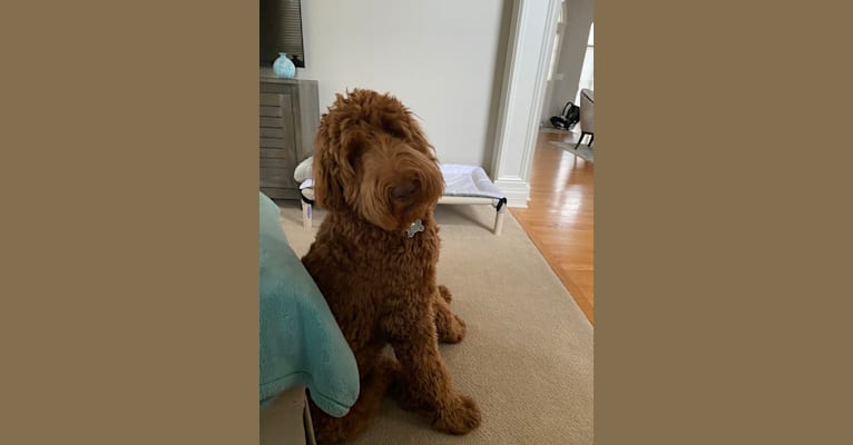 Scout, a Goldendoodle tested with EmbarkVet.com