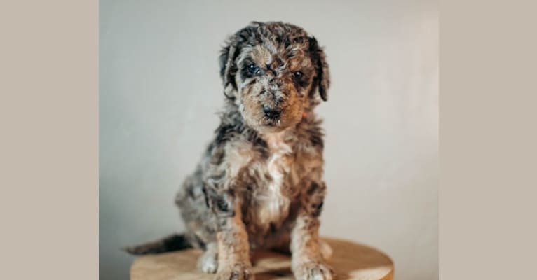Belle, a Poodle (Standard) tested with EmbarkVet.com