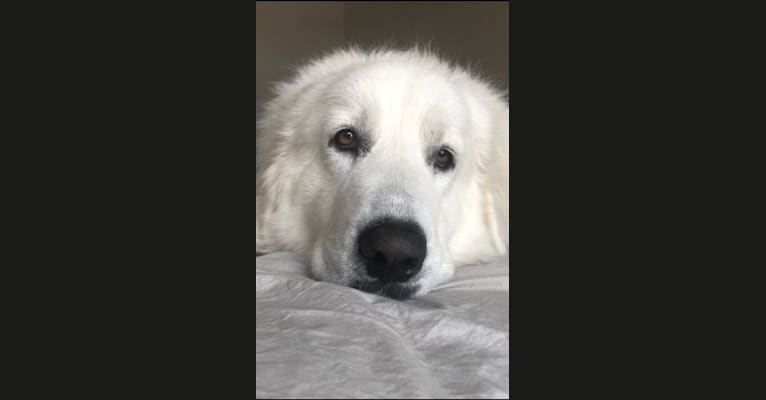 Looney “Chik’in Mini Bandit” Bear, a Great Pyrenees tested with EmbarkVet.com