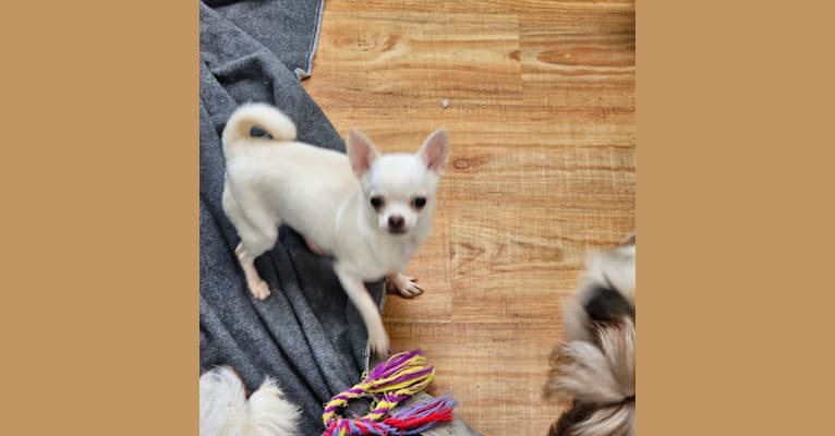 Paige Turner, a Chihuahua tested with EmbarkVet.com