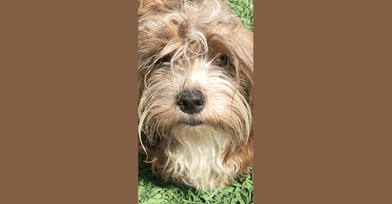 London, a Havanese tested with EmbarkVet.com