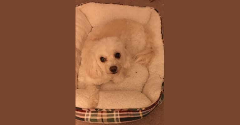Photo of Edna, a Poodle (Small), Chihuahua, Pekingese, and Cocker Spaniel mix in California, USA