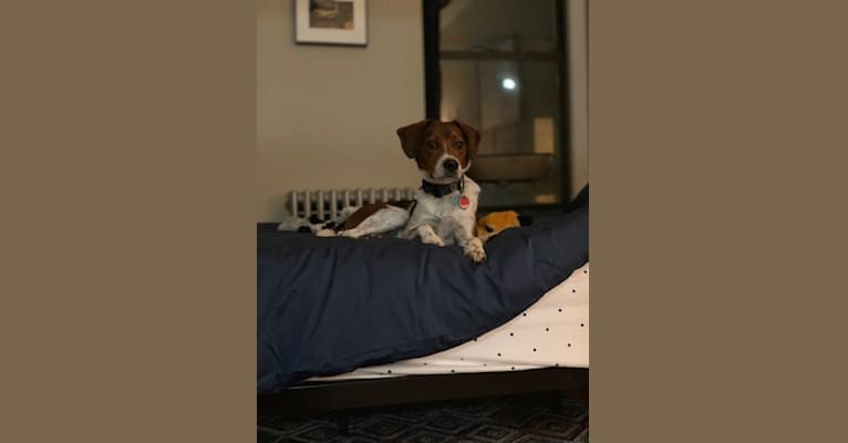 Oliver, a Beagle and Shih Tzu mix tested with EmbarkVet.com