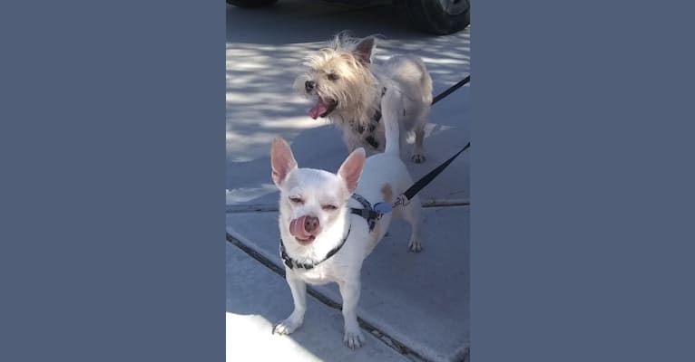 Photo of Taco Schrödinger, a Chihuahua and Poodle (Small) mix in Las Vegas, Nevada, USA