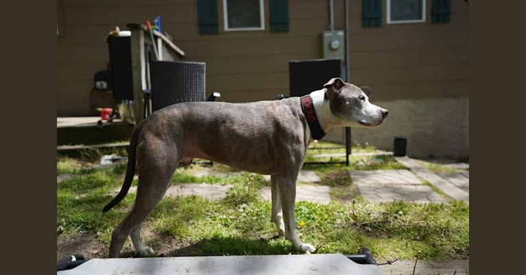 Rocko, an American Pit Bull Terrier tested with EmbarkVet.com