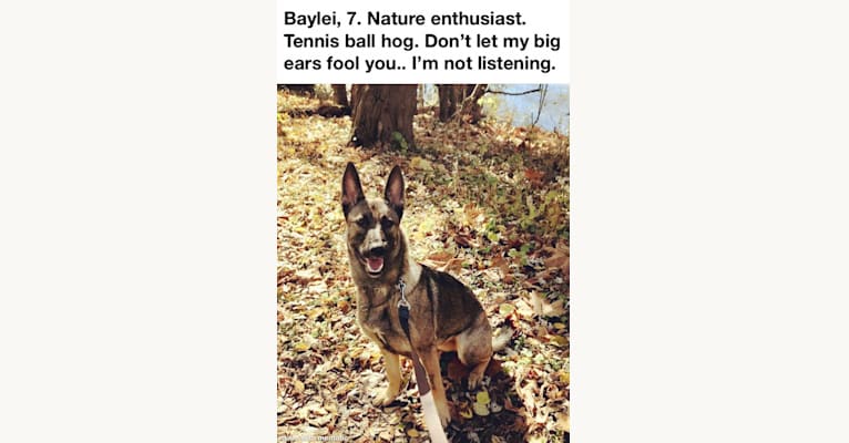 Baylei, a German Shepherd Dog and Belgian Malinois mix tested with EmbarkVet.com