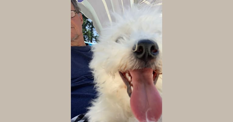 Oz, a Bichon Frise tested with EmbarkVet.com