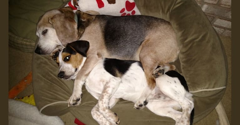 Photo of Otis, a Beagle  in Cincinnati, Ohio, USA
