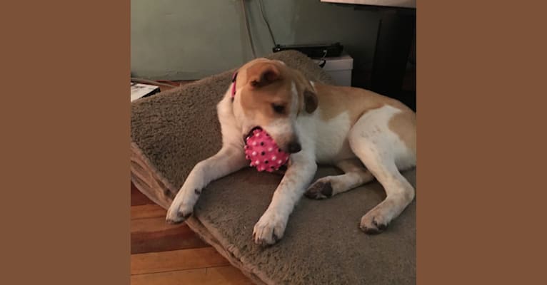 Lacey, an Australian Cattle Dog and German Shepherd Dog mix tested with EmbarkVet.com